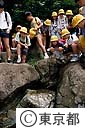 野川の湧水を見る子供達