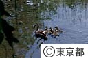 子供連れのカモ