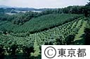 林業試験場の林