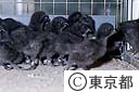 畜産試験場ウコッケイのヒナ