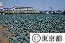 石神井のキャベツ畑