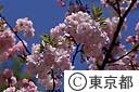 砧公園の八重桜