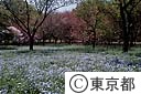 砧緑地の風景