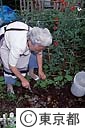 生ごみから作った堆肥を植物に