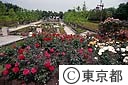 都立秋留台公園のバラ