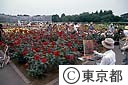 神代植物公園のバラ