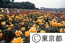 神代植物公園のバラ