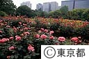日比谷公園のバラ