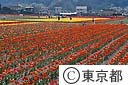 チューリップ畑