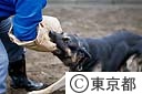 警察犬の襲撃訓練