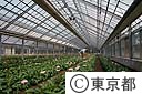 ガラス温室で花の栽培