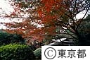 庭園美術館の庭の紅葉