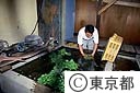 小松菜の出荷
