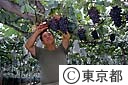 多摩の収穫　ブドウ