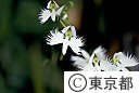 サギソウの花