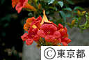 ノウゼンカズラの花