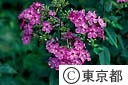 オイラン草の花