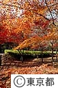 神代植物公園内の紅葉