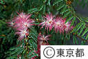 ネムの木の花
