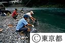 山女魚の放流