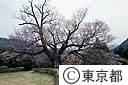 光厳寺のヤマザクラ（文化財指定）