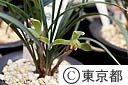 春ランの花