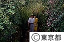 百花園のハギのトンネル
