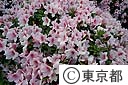 ツツジの花