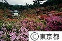 塩船観音寺のつつじ