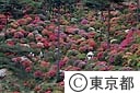 塩船観音寺のつつじ