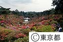 塩船観音寺のつつじ