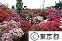 西沢つつじ園