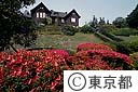 旧古河庭園のつつじ