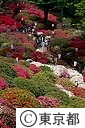 根津神社のつつじ