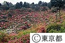 塩船観音寺のつつじ
