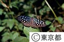 足立生物園の蝶