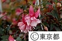 ホクシャの花（あかばな科）