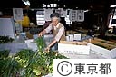 フリージアの出荷作業