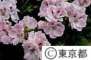 ペラルゴニュームの花