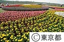小岩菖蒲園わきの花園