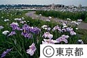 小岩菖蒲園の花菖蒲