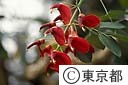 デイゴの花