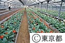 長岡温室団地（ガーベラの栽培）