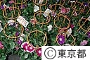 入谷朝顔市に出荷される朝顔鉢