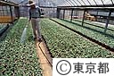朝顔の水やり作業