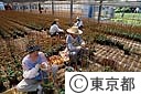 朝顔のつるまき作業