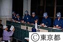築地中央卸売市場の魚のセリ