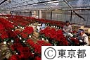 ポインセチアの栽培