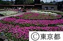 サクラ草の花