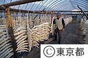 東光寺大根の日干し